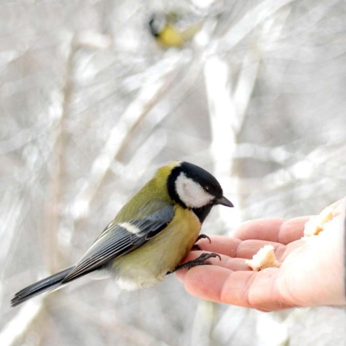 Птица Астраханской области черная черная желтая
