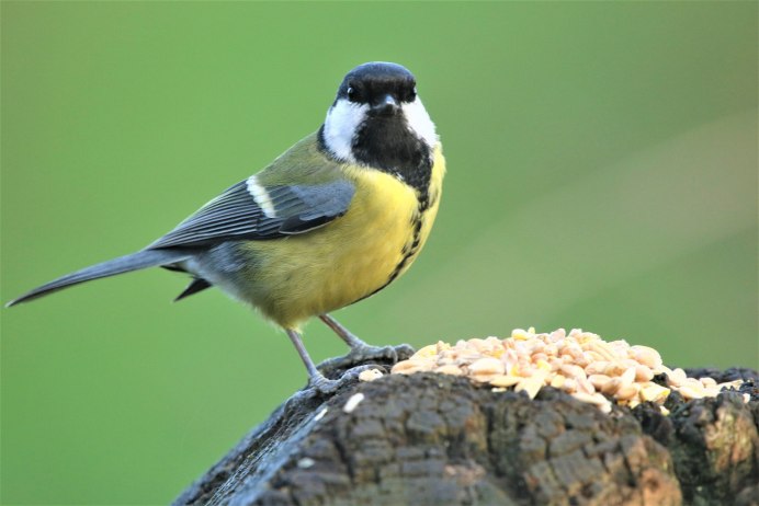 Лазоревка и большая синица