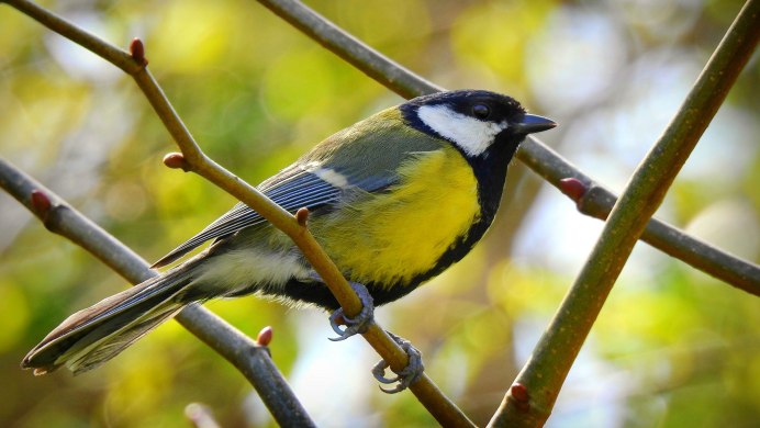 Большая синица Parus Major