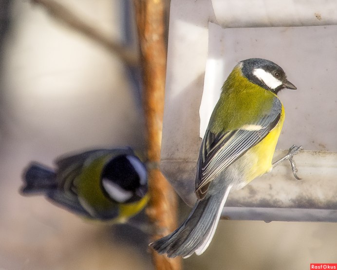 Parus Major Linnaeus, 1758
