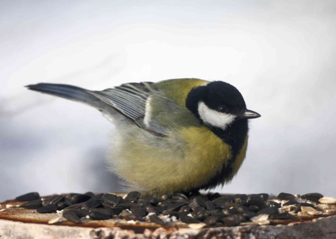 Двухсторонние синички