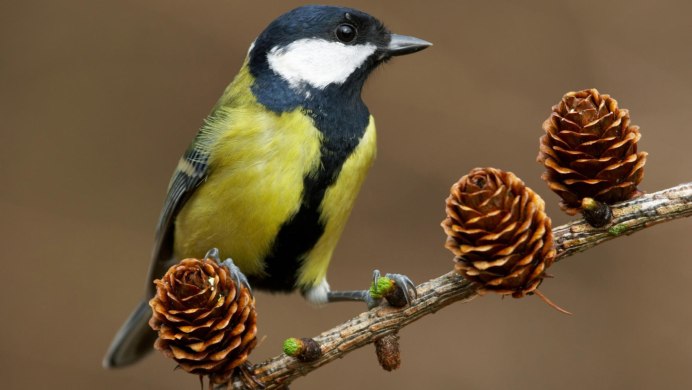 Отряд Воробьинообразные синица