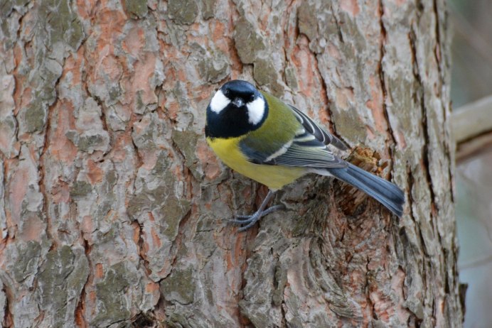 Сибирская синичка