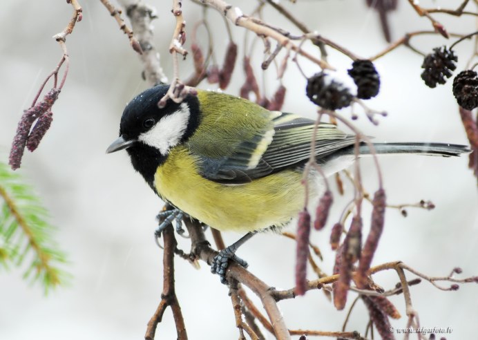 Синица Московка