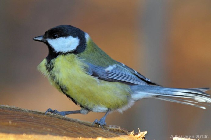 Европейская большая синица