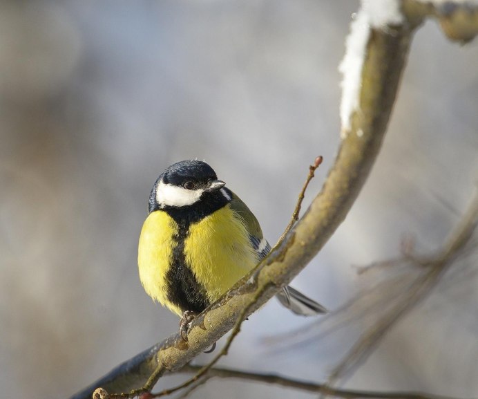 Зрение птиц синиц