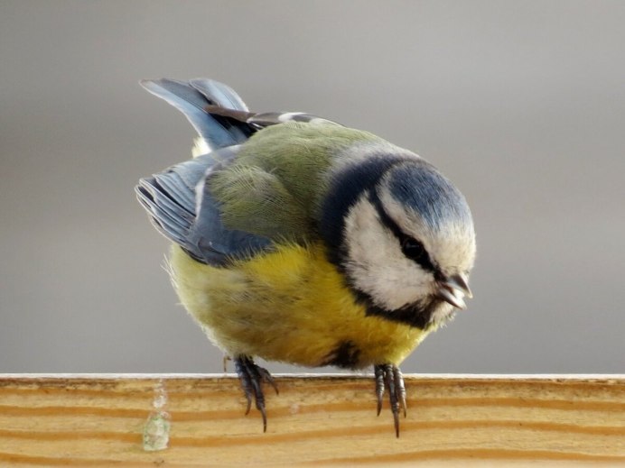 Орнитология синицы