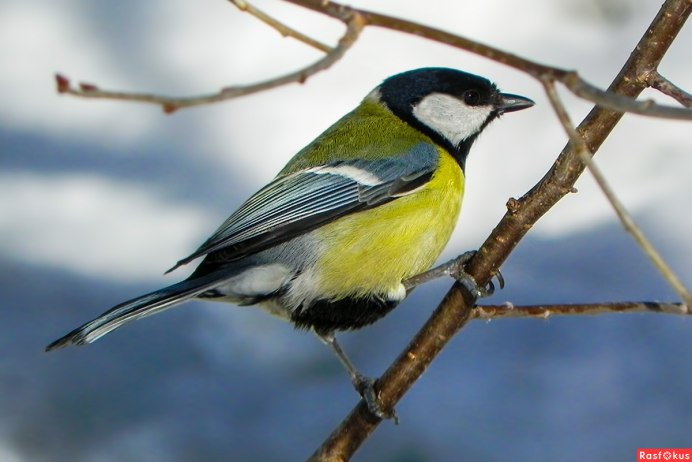 Зима иней синица