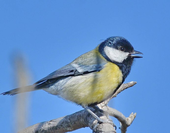 Индийская большая синица