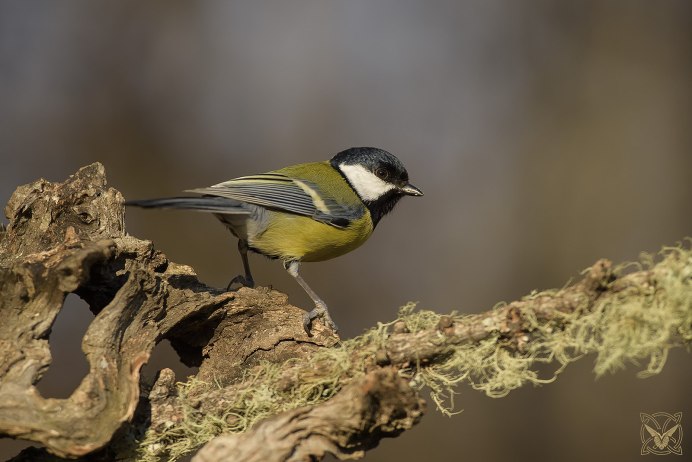 Синица птица Молдова