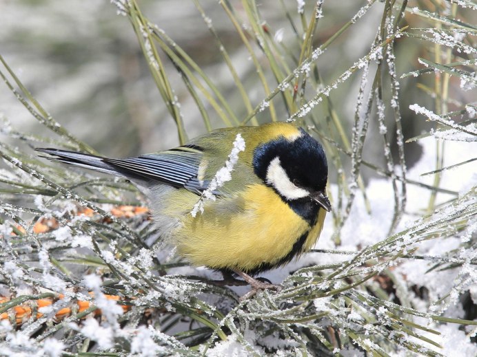 Белощекая синица