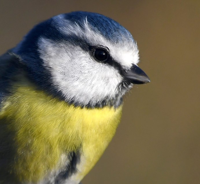 Большая синица Рябицев