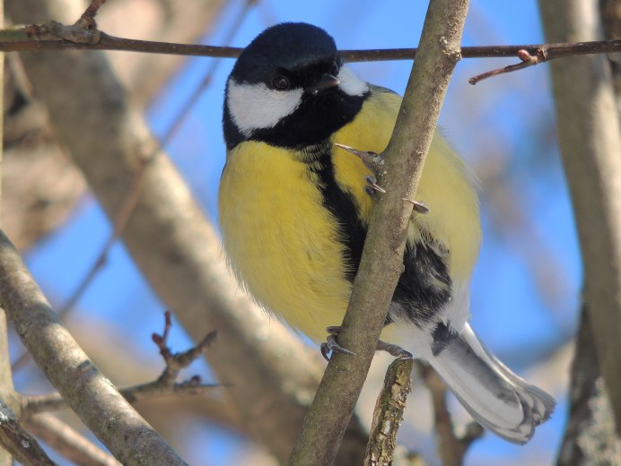Лесная синица