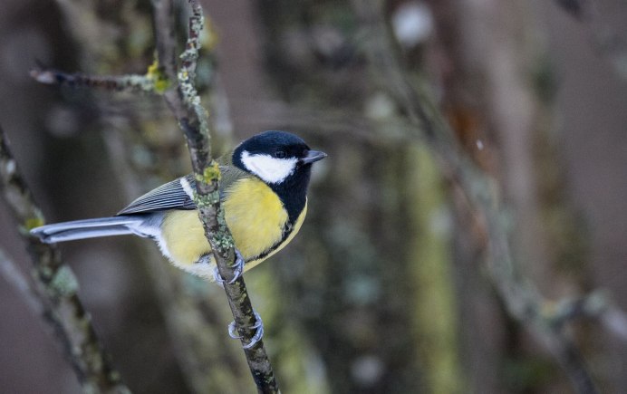 Синицевые синица большая синица