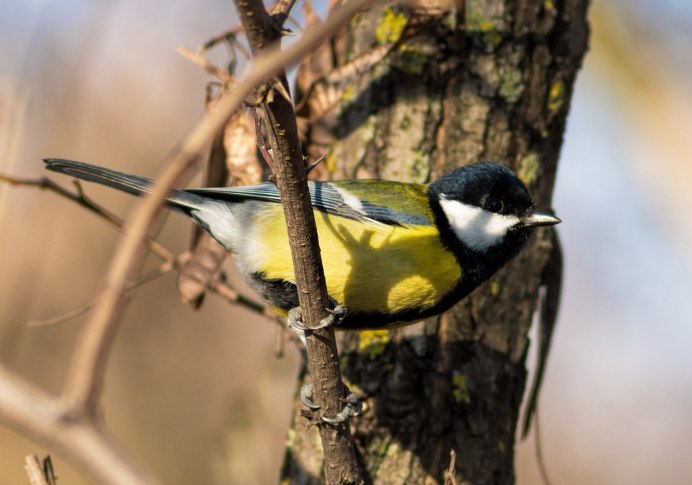 Птичка с жёлтой грудкой название