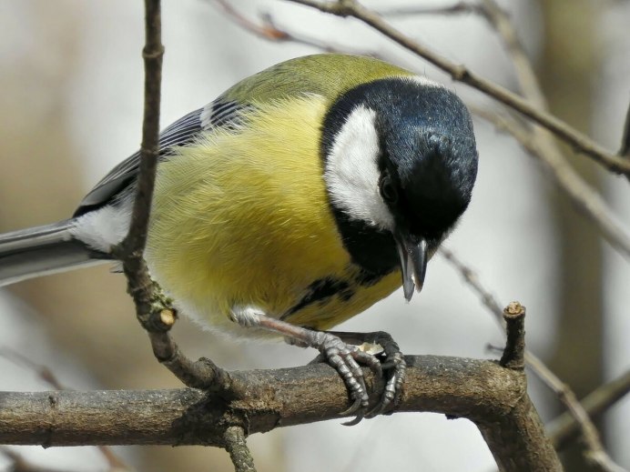 Серогрудая синица