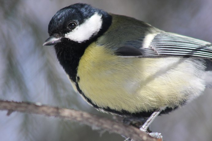 Зинзивер синица