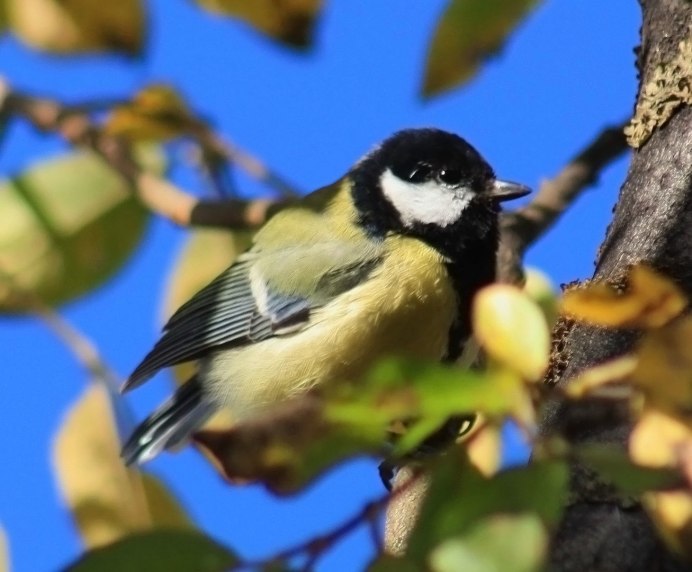 Птицы Алтая зимой