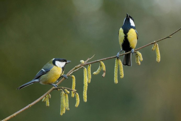 Лазоревка (cyanistes caeruleus)