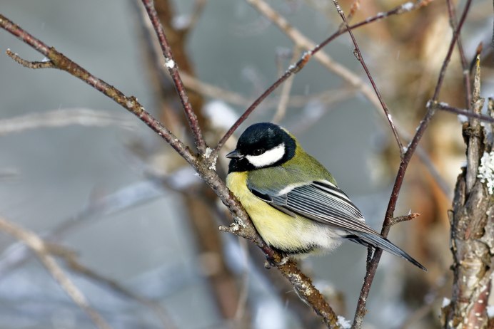 Синица птица короткохвостая