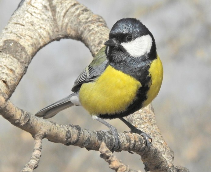 Зимующие птицы большая синица