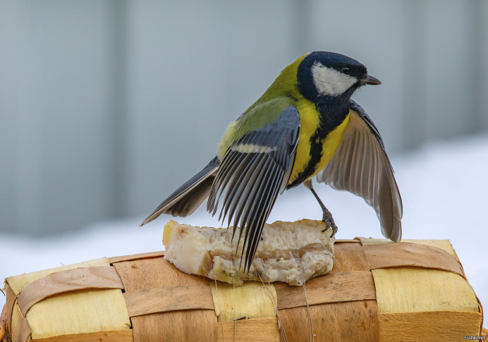 Популяция большая синица