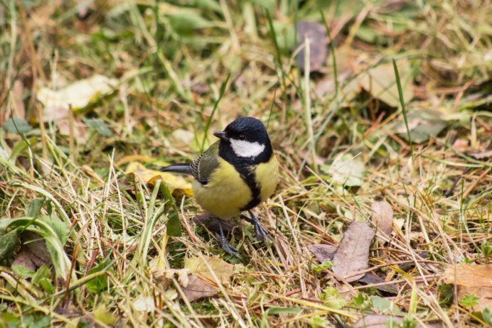 Обыкновенная лазоревка Украины