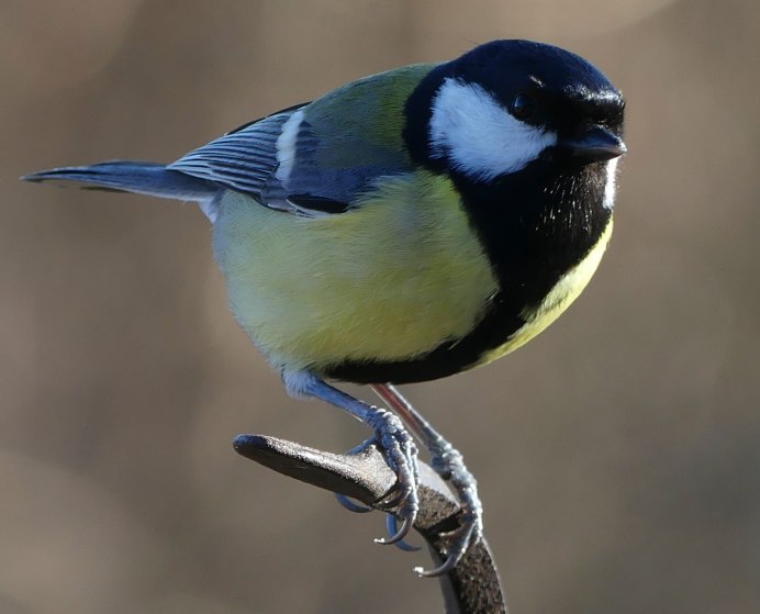 Синица Лазаревка в лесу