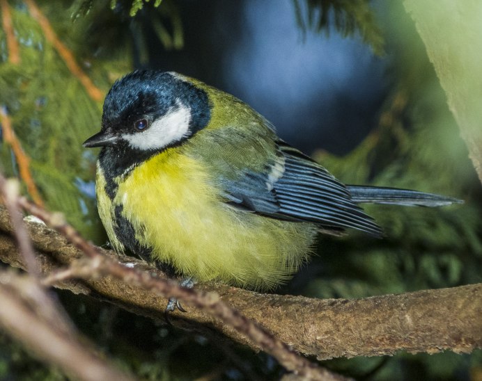 Красногрудая птица синица