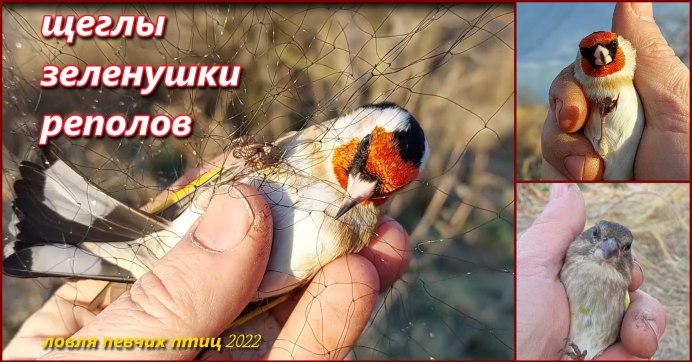 Вьюрок Зяблик