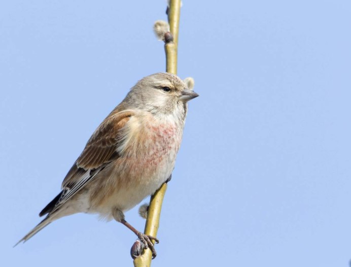Коноплянка (Acanthis cannabina (Carduelis cannabina))
