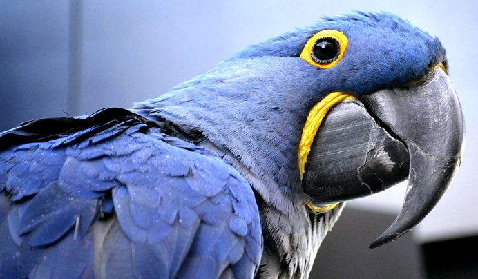 Anodorhynchus hyacinthinus