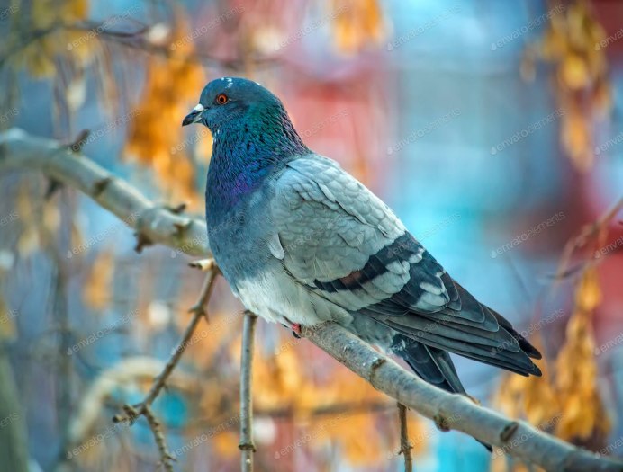 Голубь с веткой