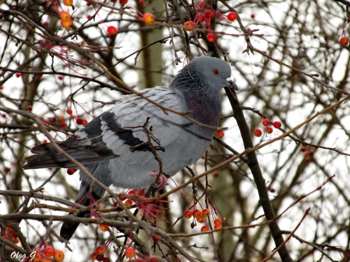 Голубь смеется
