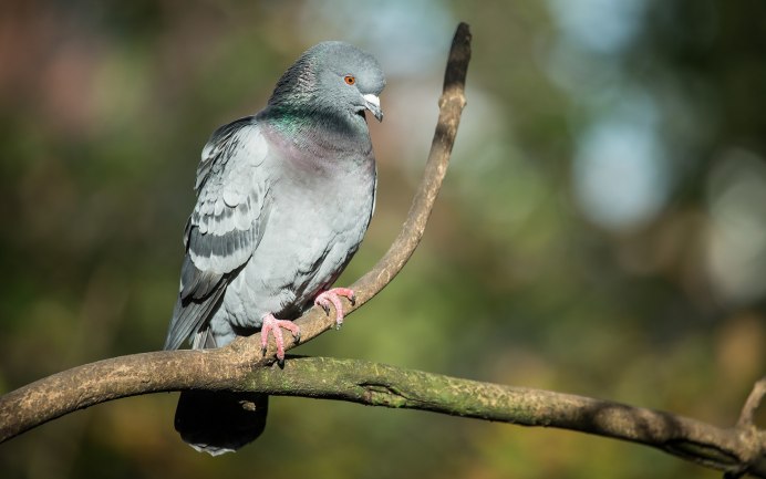 Голубь с веткой