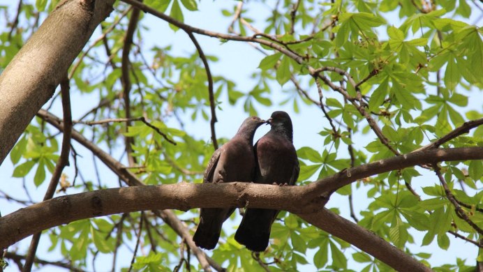 Птицы на дереве