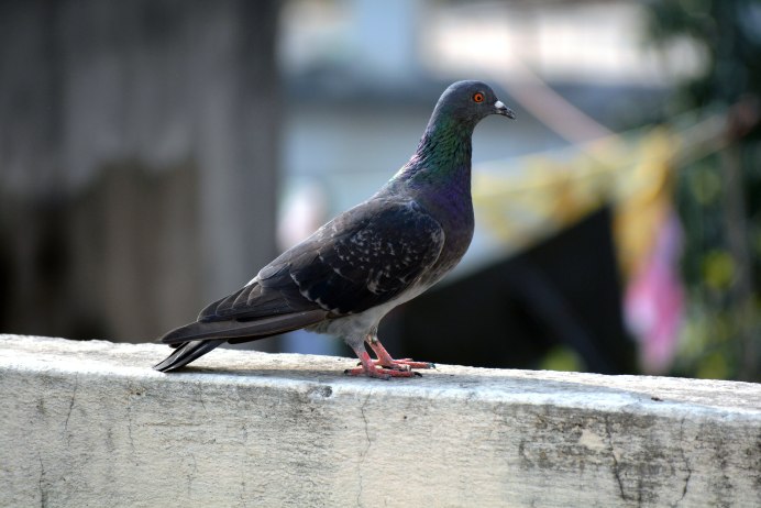 Голубь сидит анфас