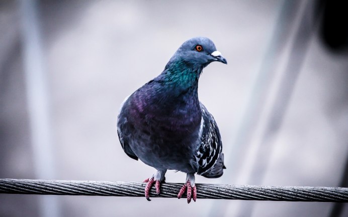 Голуби на ветках осенью фото