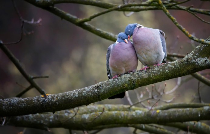 Голуби на ветках дерева
