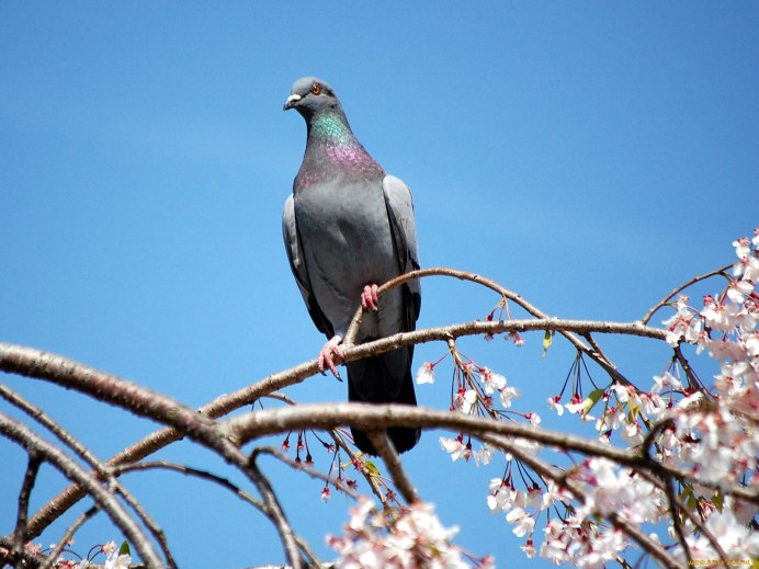 Голубь с веткой