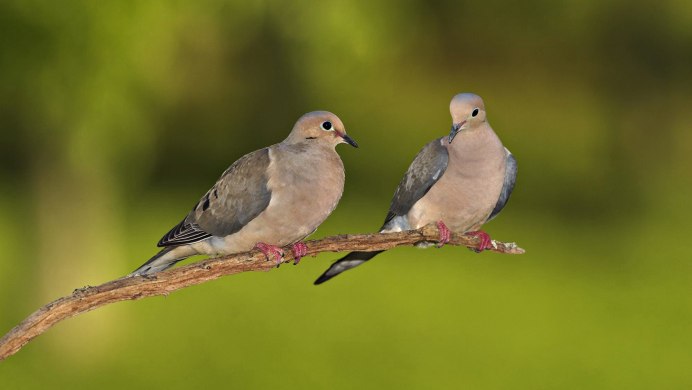 Красивые голуби