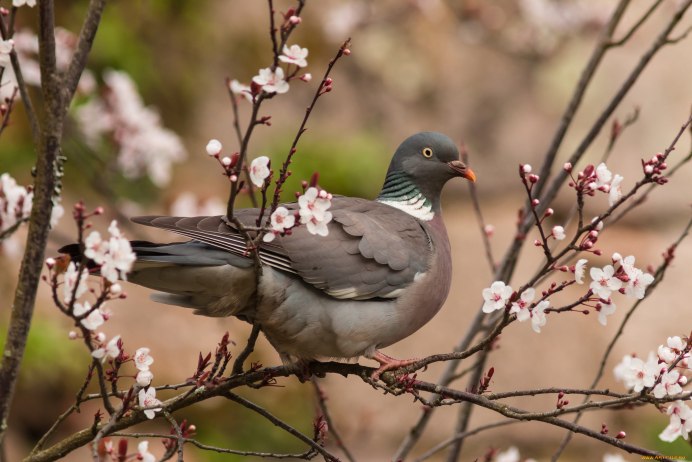 Голубь с веткой