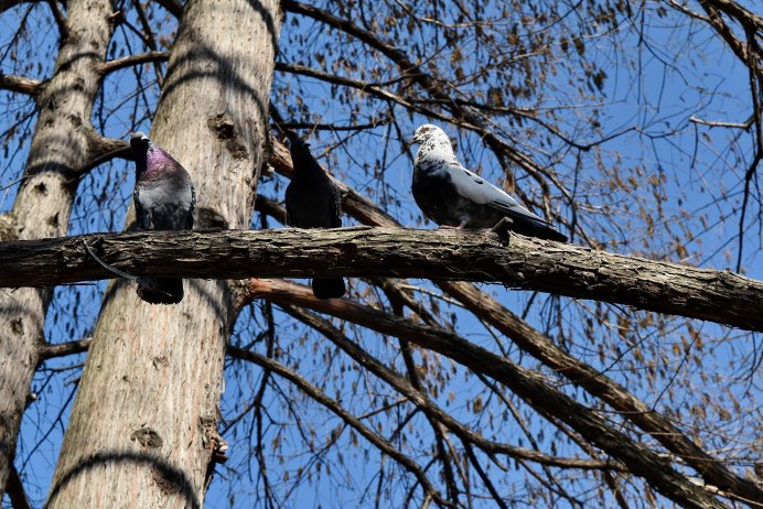 Горлицы на дереве