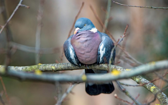 Голубь сидел на ветке