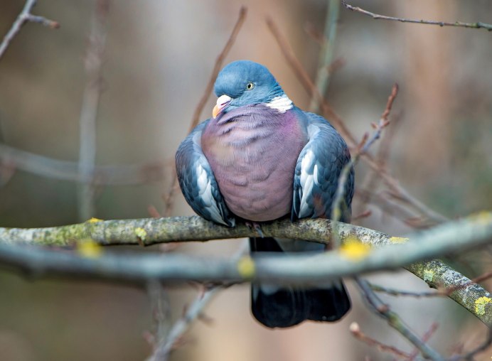 Крапчатый голубь