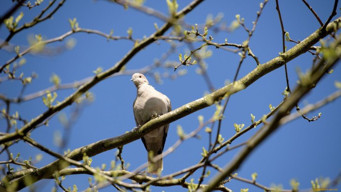 Белый голубь на ветке