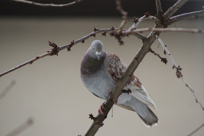 Тюрингский полевой голубь