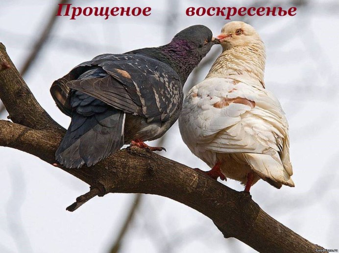 Голуби сидят на березах