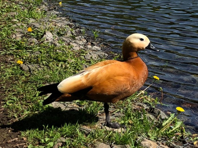 Barry Wood Duck