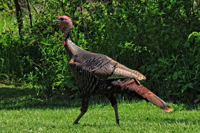 Домашняя индейка meleagris gallopavo